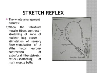 STRETCH REFLEX
 The whole arrangement
ensures:
a)When the intrafusal
muscle fibers contract –
stretching of zone of
nuclear bag occurs –
stimulation of sensory
fiber-stimulation of A
alfha motor neurons-
contraction of
extrafusal fibers(stretch
reflex)-shortening of
main muscle belly.
 