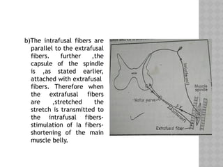 b)The intrafusal fibers are
parallel to the extrafusal
fibers. further ,the
capsule of the spindle
is ,as stated earlier,
attached with extrafusal
fibers. Therefore when
the extrafusal fibers
are ,stretched the
stretch is transmitted to
the intrafusal fibers-
stimulation of Ia fibers-
shortening of the main
muscle belly.
 