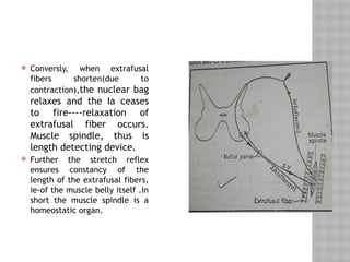  Conversly, when extrafusal
fibers shorten(due to
contraction),the nuclear bag
relaxes and the Ia ceases
to fire----relaxation of
extrafusal fiber occurs.
Muscle spindle, thus is
length detecting device.
 Further the stretch reflex
ensures constancy of the
length of the extrafusal fibers,
ie-of the muscle belly itself .In
short the muscle spindle is a
homeostatic organ.
 