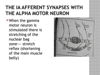 THE IA AFFERENT SYNAPSES WITH
THE ALPHA MOTOR NEURON
 When the gamma
motor neuron is
stimulated there is
stretching of the
nuclear bag
zone--- stretch
reflex (shortening
of the main muscle
belly)
 