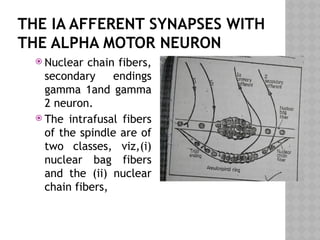 THE IA AFFERENT SYNAPSES WITH
THE ALPHA MOTOR NEURON
 Nuclear chain fibers,
secondary endings
gamma 1and gamma
2 neuron.
 The intrafusal fibers
of the spindle are of
two classes, viz,(i)
nuclear bag fibers
and the (ii) nuclear
chain fibers,
 