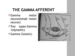 THE GAMMA AFFERENT
 Gamma motor
neuron(small motor
neuron)
 Two types-Gamma
1(dynamic)
 Gamma 2(static)
 