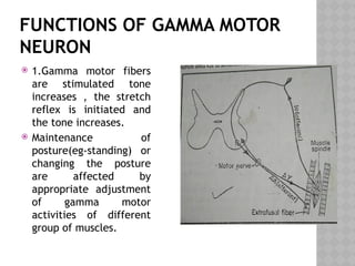 FUNCTIONS OF GAMMA MOTOR
NEURON
 1.Gamma motor fibers
are stimulated tone
increases , the stretch
reflex is initiated and
the tone increases.
 Maintenance of
posture(eg-standing) or
changing the posture
are affected by
appropriate adjustment
of gamma motor
activities of different
group of muscles.
 