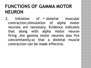 FUNCTIONS OF GAMMA MOTOR
NEURON
2. Initiation of skeletal muscular
contraction,stimulation of alpha motor
neurons are necessary. Evidence indicates
that along with alpha motor neuron
firing ,the gamma motor neurons also fire
concomitantly.so that a skeletal muscle
contraction can be made effective.

 