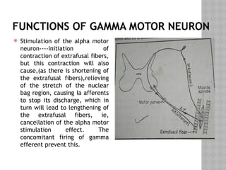 FUNCTIONS OF GAMMA MOTOR NEURON
 Stimulation of the alpha motor
neuron----initiation of
contraction of extrafusal fibers,
but this contraction will also
cause,(as there is shortening of
the extrafusal fibers),relieving
of the stretch of the nuclear
bag region, causing Ia afferents
to stop its discharge, which in
turn will lead to lengthening of
the extrafusal fibers, ie,
cancellation of the alpha motor
stimulation effect. The
concomitant firing of gamma
efferent prevent this.
 