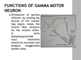 FUNCTIONS OF GAMMA MOTOR
NEURON
3.Stimulation of gamma
efferent ,by causing the
stretch of the nuclear
bag region, keeps the
muscle fiber sensitive
for the stretch reflex.
In some
diseases(pyramidal
tract lesion)this
sensitivity increases and
produce exaggerated
tendon jerks.
 