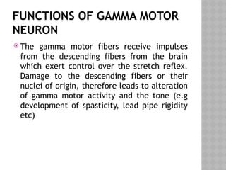 FUNCTIONS OF GAMMA MOTOR
NEURON
 The gamma motor fibers receive impulses
from the descending fibers from the brain
which exert control over the stretch reflex.
Damage to the descending fibers or their
nuclei of origin, therefore leads to alteration
of gamma motor activity and the tone (e.g
development of spasticity, lead pipe rigidity
etc)
 