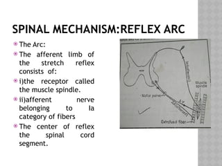 SPINAL MECHANISM:REFLEX ARC
 The Arc:
 The afferent limb of
the stretch reflex
consists of:
 i)the receptor called
the muscle spindle.
 ii)afferent nerve
belonging to Ia
category of fibers
 The center of reflex
the spinal cord
segment.
 