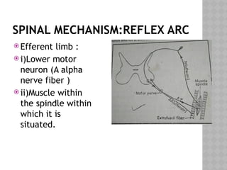 SPINAL MECHANISM:REFLEX ARC
 Efferent limb :
 i)Lower motor
neuron (A alpha
nerve fiber )
 ii)Muscle within
the spindle within
which it is
situated.
 
