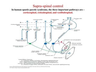 Supraspinal Modulation Tone new | PPTX