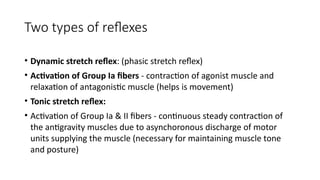 Dynamic Reflex Comprehensive Overview of Muscle Tone, Posture, and Equilibrium ...