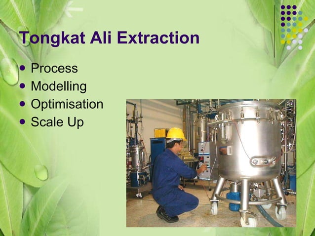 Tongkat Ali Extraction Process | PPT