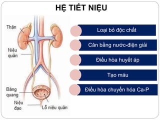 HỆ TIẾT NIỆU
Loại bỏ độc chất
Cân bằng nước-điện giải
Điều hòa huyết áp
Tạo máu
Điều hòa chuyển hóa Ca-P
 