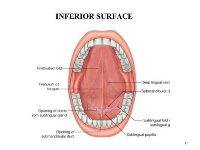 tongue anatomy diseases 12 638