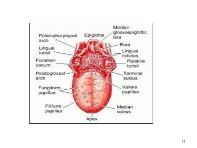 Tongue anatomy & diseases