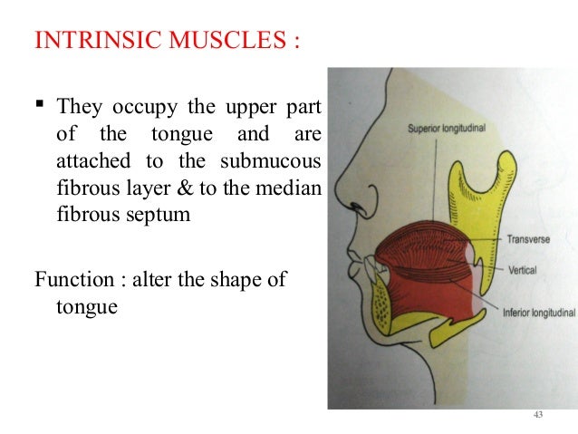 Tongue anatomy & diseases