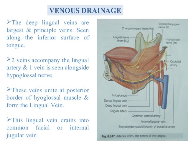 Tongue anatomy & diseases