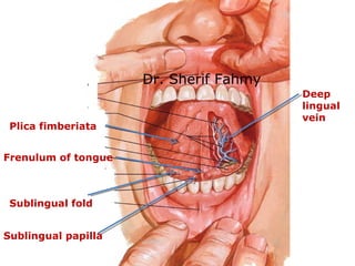 Frenulum of tongue
Deep
lingual
vein
Plica fimberiata
Sublingual fold
Sublingual papilla
Dr. Sherif Fahmy
 