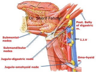 Submental
nodes
Submandibular
nodes
Jugulo-digastric node
Jugulo-omohyoid node
Post. Belly
of digastric
m.
I.J.V
Omo-hyoid...