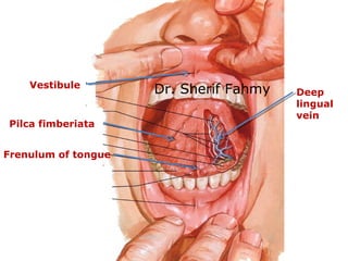 Vestibule
Frenulum of tongue
Deep
lingual
vein
Pilca fimberiata
Dr. Sherif Fahmy
 