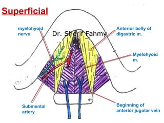 Anterior belly of
digastric m.
Myelohyoid
m.
myelohyoid
nerve
Submental
artery
Beginning of
anterior jugular vein
Superfic...