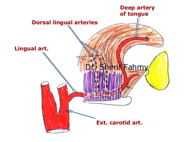 lingual artery