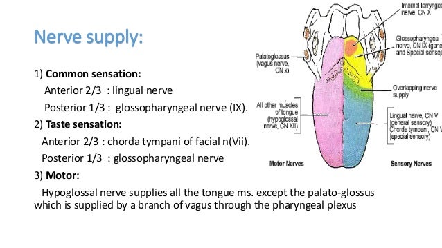 Tongue Anatomy & Carinoma