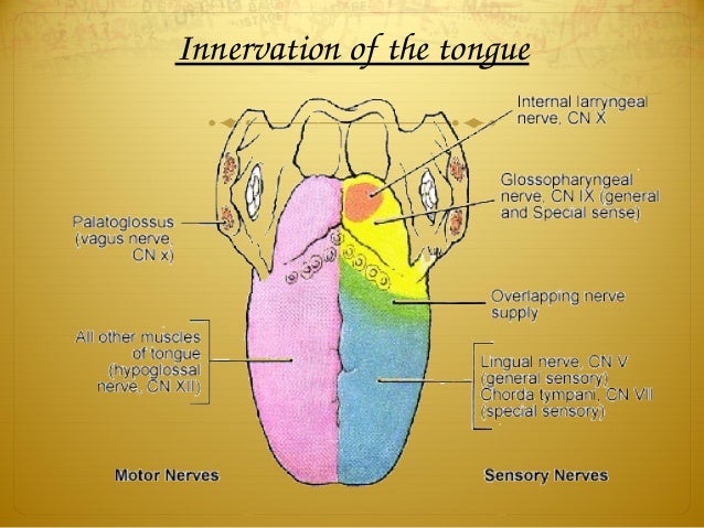 Tongue