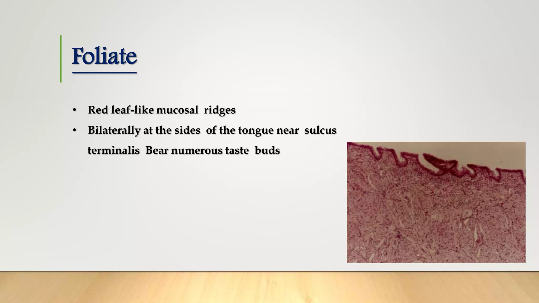 The tongue, its development and anatomy | PPTX