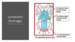 Lymphatic
drainage:
 