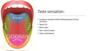 Taste sensation:
• Gustatory receptors detect following types of taste
sensation.
• Sweet: tip
• Bitter: base
• Sour: lateral margin
• Salty: anterolateral
 