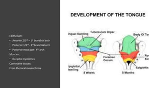 Epithelium:
• Anterior 2/3rd – 1st branchial arch
• Posterior 1/3rd - 3rd branchial arch
• Posterior most part- 4th arch
Muscles:
• Occipital myotomes
Connective tissues:
From the local mesenchyme
 