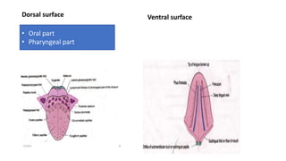 Dorsal surface Ventral surface
• Oral part
• Pharyngeal part
 