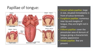 Papillae of tongue: • Circum vallate papillae: large
in size, situated immediately in
front of sulcus terminalis
• Fungiform papillae: numerous
near tip and margins of
tongue, they are bright red in
colour
• Filiform papillae: cover the
presulcular area of dorsum of
tongue giving a characteristic
velvety appearance
• Foliate papillae: few are
present
 