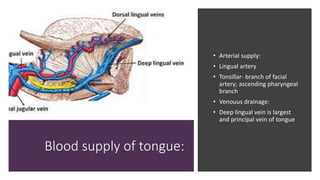 Blood supply of tongue:
• Arterial supply:
• Lingual artery
• Tonsillar- branch of facial
artery; ascending pharyngeal
branch
• Venouus drainage:
• Deep lingual vein is largest
and principal vein of tongue
 