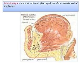 base of tongue – posterior surface of pharyngeal part -forms anterior wall of
oropharynx
 