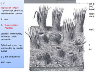 Papillae of tongue:
- projection of mucus
membrane or corium
4 types:
1. Circumvallate
Papillae:
Located: immediately
infront of sulcus
termanilis
Cylindrical projection
surrounded by circular
suclus
1-2 mm in diameter
8-12 in no.
 