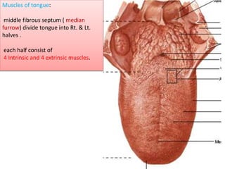 Muscles of tongue:
middle fibrous septum ( median
furrow) divide tongue into Rt. & Lt.
halves .
each half consist of
4 Intrinsic and 4 extrinsic muscles.
 