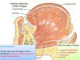 Intrinsic Muscles:
Occupy upper part of tongue and are
attached to submucous fibrous layer and
median fibrous septum
Alter the shape of tongue
1. superior longitudinal
2. Inferior longitudinal
3. Transverse
4 vertical
 