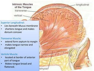 Superior Longitudinal:
• Lies beneath Mucus membrane
• shortens tongue and makes
dorsum concave
Transverse Muscle:
• extend form septum to margin
• makes tongue narrow and
elongated
Verticle Muscle:
• located at border of anterior
part of tongue
• Makes tongue broad and
flattened.
 