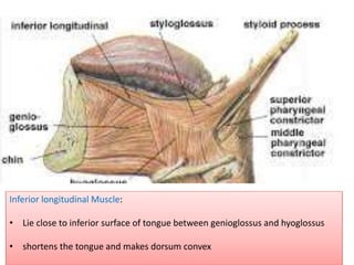 Inferior longitudinal Muscle:
• Lie close to inferior surface of tongue between genioglossus and hyoglossus
• shortens the tongue and makes dorsum convex
 
