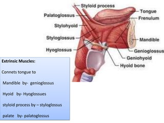Extrinsic Muscles:
Connets tongue to
Mandible by- genioglossus
Hyoid by- Hyoglossues
styloid process by – styloglossus
palate by- palatoglossus
 