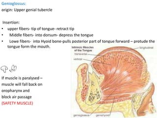 Genioglossus:
origin: Upper genial tubercle
Insertion:
• upper fibers- tip of tongue- retract tip
• Middle fibers- into dorsum- depress the tongue
• Lowe fibers- into Hyoid bone-pulls posterior part of tongue forward – protude the
tongue form the mouth.
If muscle is paralysed –
muscle will fall back on
oropharynx and
block air passage
(SAFETY MUSCLE)
 