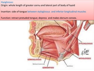 Hyoglossus:
Origin: whole length of greater cornu and lateral part of body of hyoid
Insertion: side of tongue between styloglossus and inferior longitudinal muscles
Function: retract protuded tongue; depress and makes dorsum convex.
 
