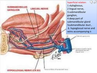 Superficial relation:
1 styloglossus,
2 lingual nerve,
3.submandibular
ganglion,
4 deep part of
submandibular gland
5submandibular duct ,
6. hypoglossal nerve and
veins accompanying it
 