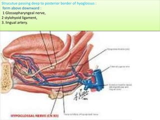 Strucutue passing deep to posterior border of hyoglossus :
form above downward :
1 Glossopharyngeal nerve,
2 stylohyoid ligament,
3. lingual artery.
 