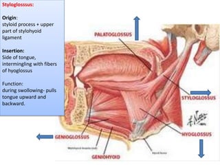 Styloglosssus:
Origin:
styloid process + upper
part of stylohyoid
ligament
Insertion:
Side of tongue,
intermingling with fibers
of hyoglossus
Function:
during swollowing- pulls
tongue upward and
backward.
 