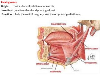 Palatoglossus:
Origin: oral surface of palatine aponeurosis
Insertion: junction of oral and pharyngeal part
Function : Pulls the root of tongue , close the oropharyngeal isthmus.
 