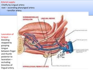 Arterial supply:
Chiefly by-Lingual artery
root – ascending pharyngeal artery
- tonsillar artery.
Laceration of
tongue: -
bleeding-
stopped by
grasping
tongue
between finger
and thumb
posterior to
laceration –
occluding
branches of
lingual artery.
 