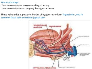 Venous drainage:
2 venae comitantes accompany lingual artery
1 venae comitantes accompany hypoglossal nerve
These veins unite at posterior border of hyoglossus to form lingual vein , end in
common facial vein or internal jugular vein
 